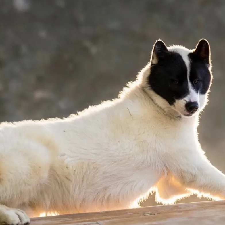 Asiaq, chien blanc à tête noire, allongé dans la lumière rasante.
