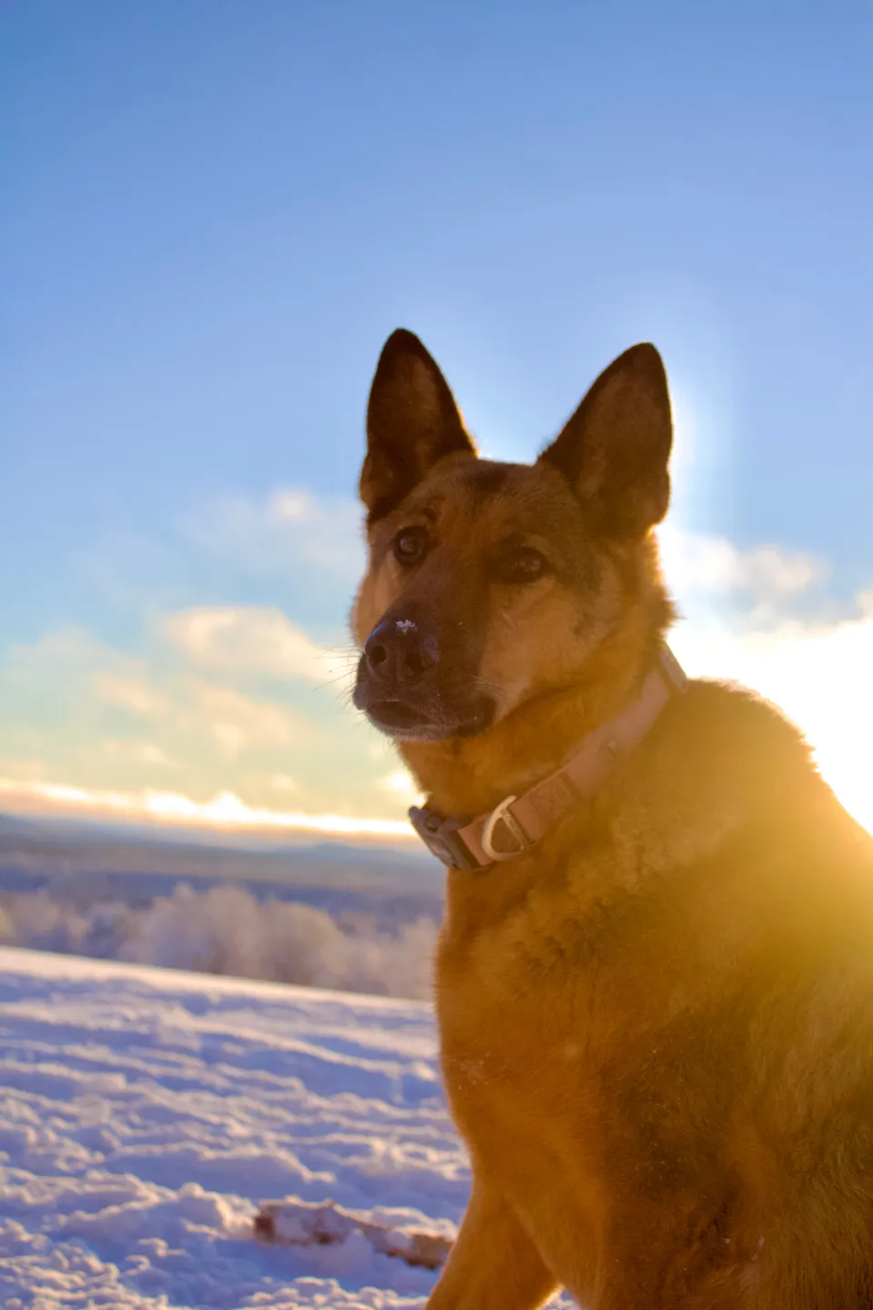 Callie, berger allemand, assise dans la neige face au soleil couchant.