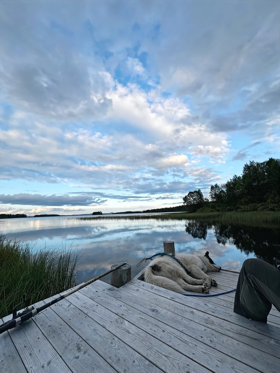 Un Qimmiq allongé au bout d’un ponton, au bord d’un lac sous un ciel d’été.