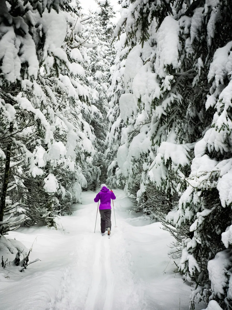 Une personne à ski sur une piste étroite entre des sapins chargés de neige.