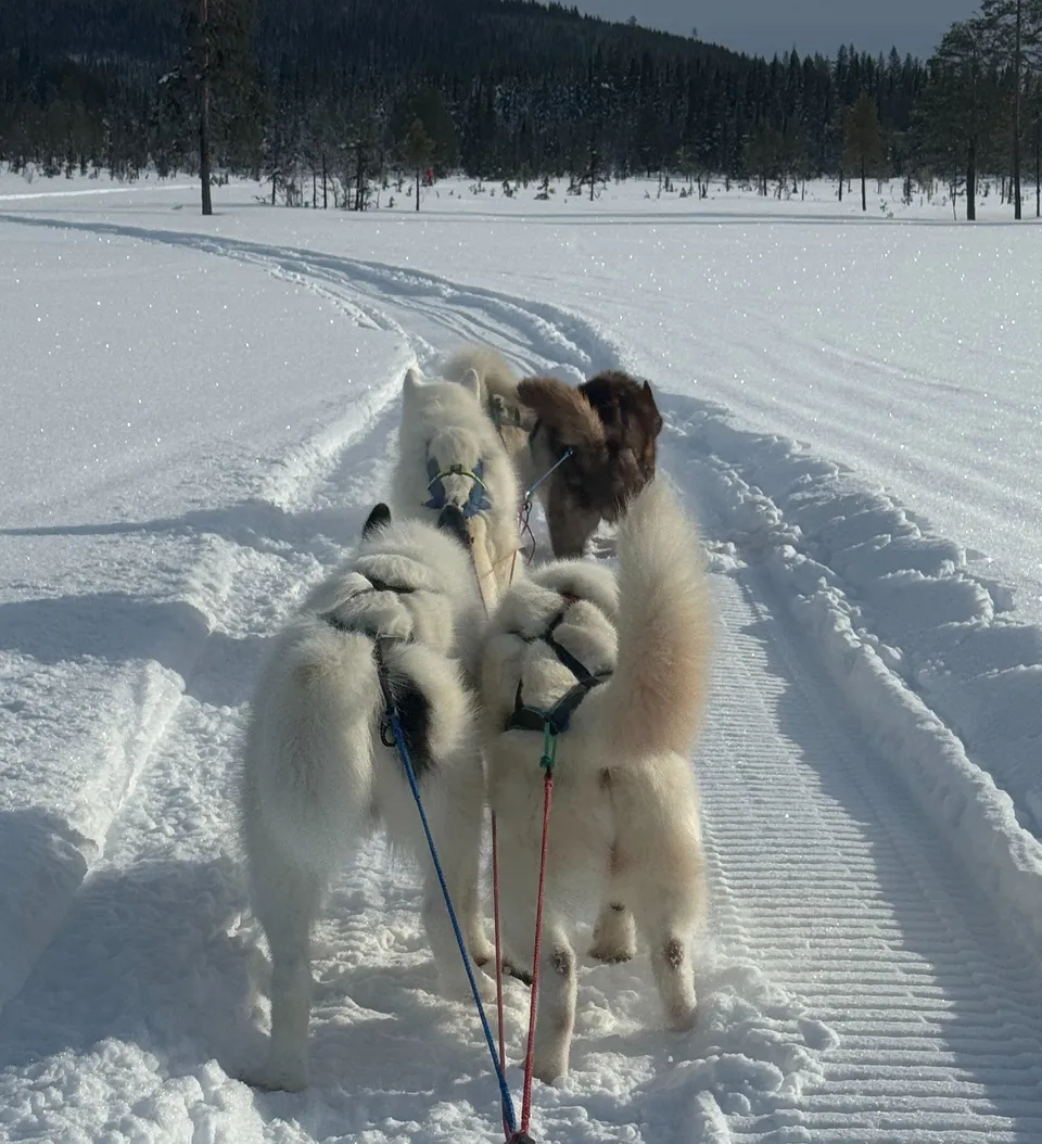 Deux chiens de la meute attelés tirent le traîneau sur une piste enneigée.