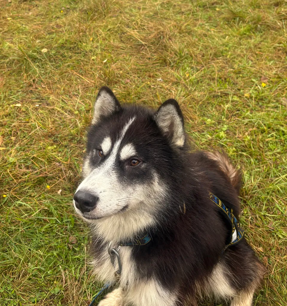 Inuk, chien noir et blanc aux yeux clairs, assis dans l’herbe.