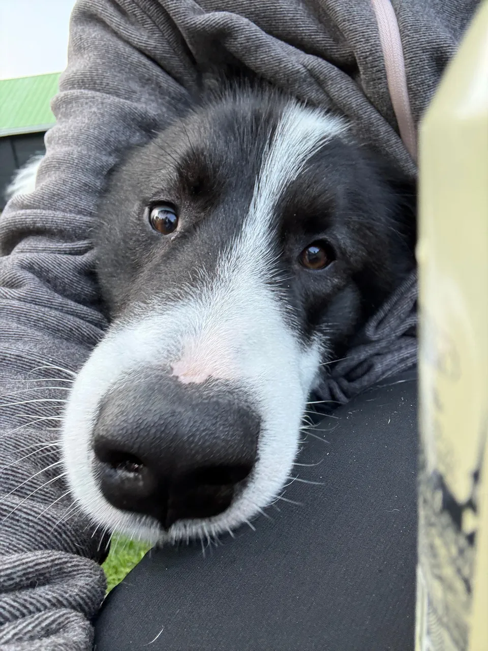 Gros plan sur la truffe et les yeux d’un chien noir et blanc.
