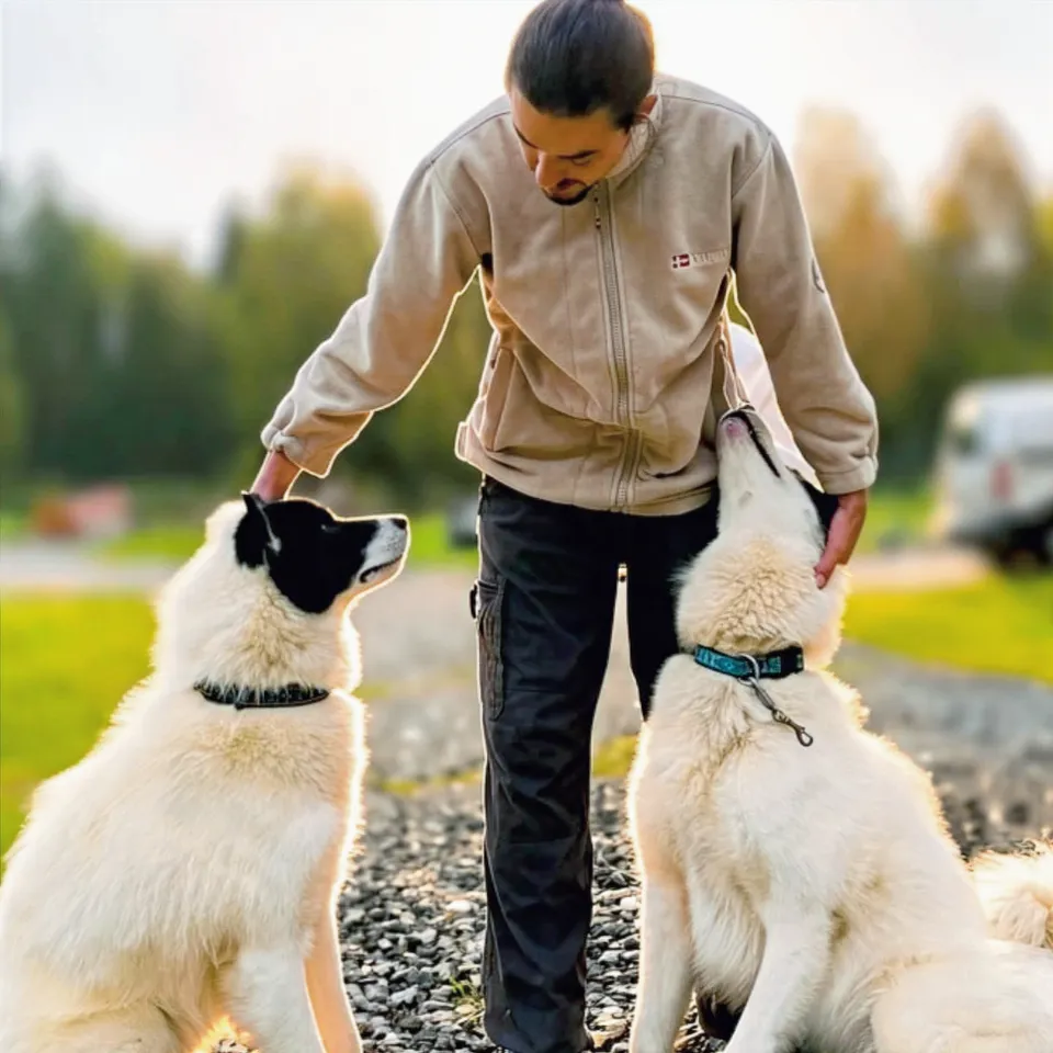 Romain Weerts entre deux chiens blancs de la meute, l’un à tête noire, sur un chemin de gravier en été.