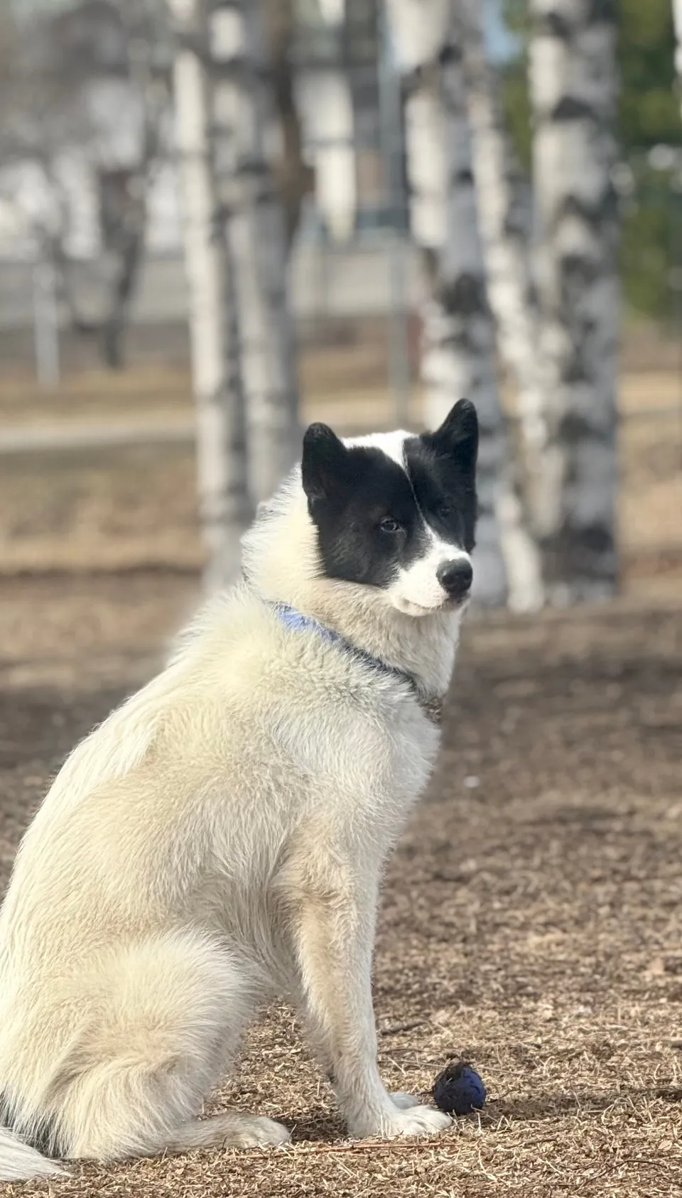 Siku, chien blanc à tête noire, assis entre les bouleaux.