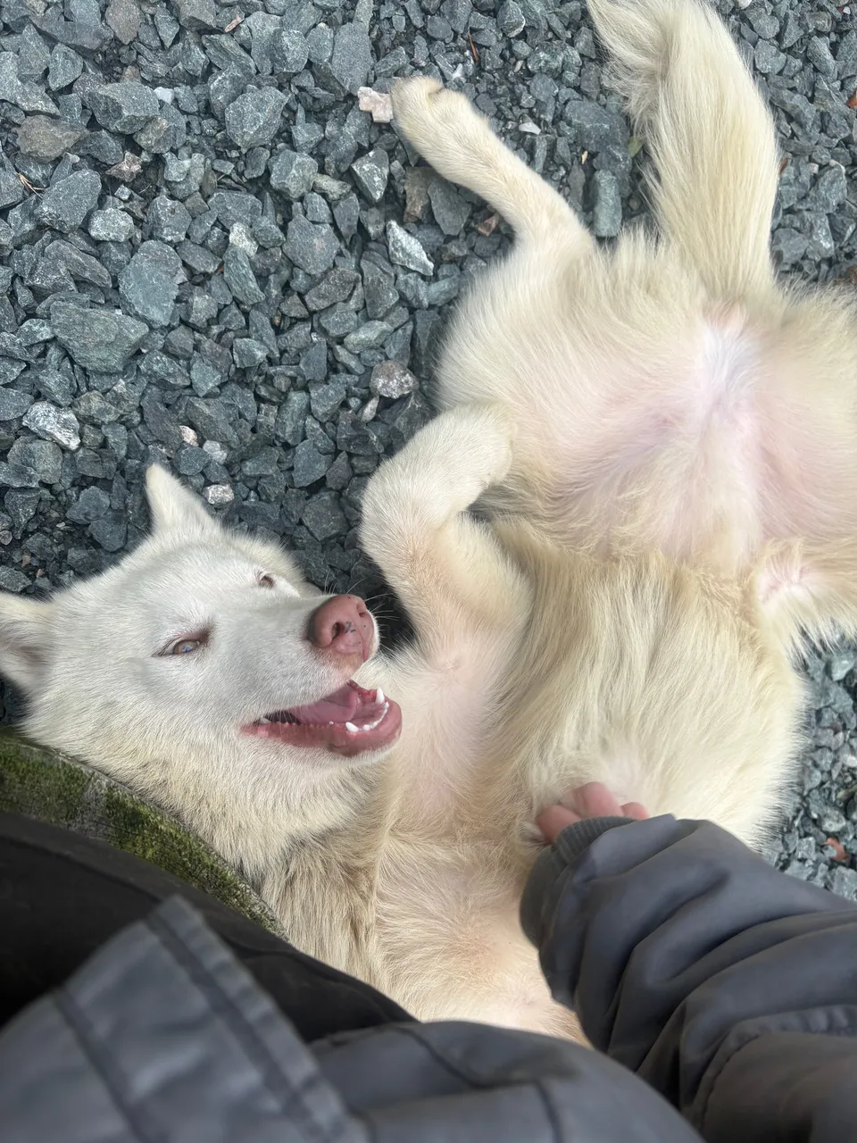 Sila, chien blanc, joue sur le dos dans les graviers, la gueule ouverte.
