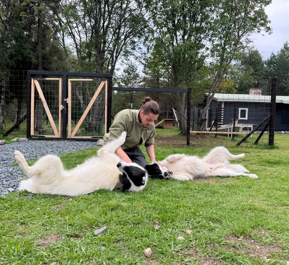 Romain dans l’herbe du chenil, deux Qimmit blancs couchés sur le dos contre lui.